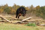 BEAUCERON 367